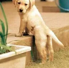 拉布拉多|如何解释拉布拉多犬面部的眉毛点