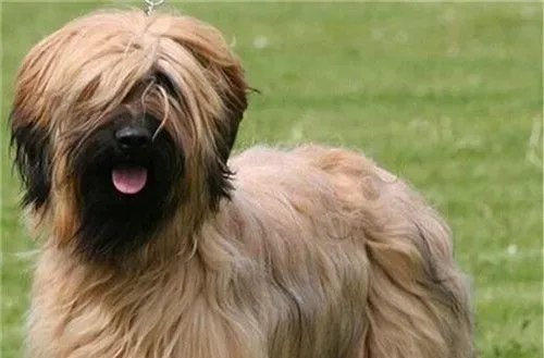 伯瑞犬智商排名 伯瑞犬智商排名在第30位 | 伯瑞犬