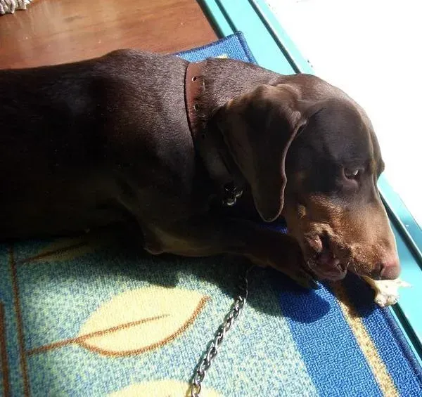 腊肠犬|腊肠犬拉肚子应该注意点什么呢