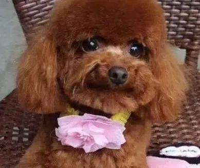 贵宾犬|贵宾犬总是想咬人应该怎么教育