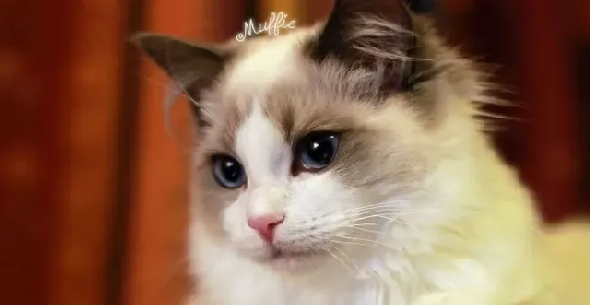 布偶猫可以生小猫来卖吗 布偶生小猫卖麻烦吗 | 布偶猫