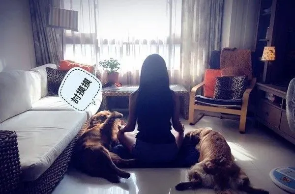 贴心阿金是马麻的小棉袄 每天早上起来帮忙拆发圈 | 狗