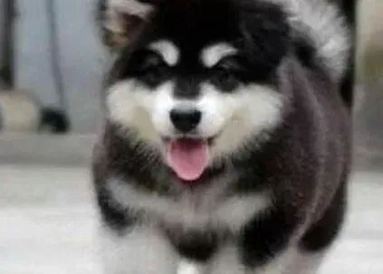 阿拉斯加犬|养好阿拉斯加雪橇犬的最关键方法