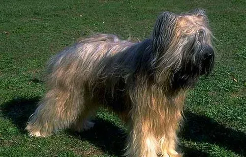 伯瑞犬智商排名 伯瑞犬智商排名在第30位 | 伯瑞犬