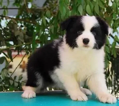 边境牧羊犬|边境牧羊犬的性格如何 好饲养么