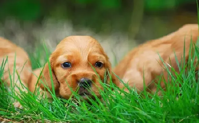 可卡犬|带着可卡犬外出散步 增加狗狗的见闻