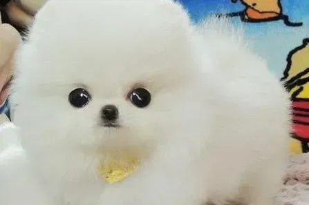 博美犬|博美犬对磨牙情有独钟应该怎么办