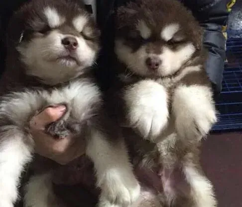 阿拉斯加犬|阿拉斯加犬缺乏维生素会出现什么症状 怎么补充