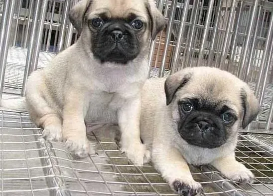 巴哥犬|给巴哥犬购买狗粮需了解狗粮成分