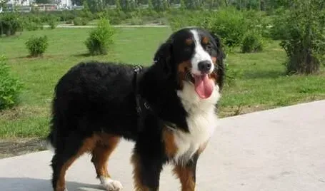 伯恩山犬会有攻击性吗 领地意识很强的动物 | 伯恩山犬
