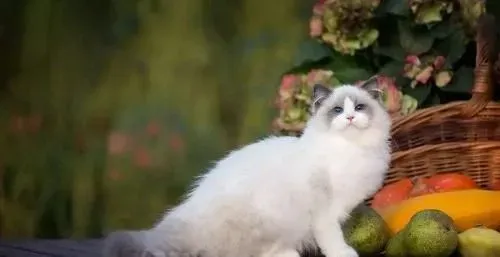 布偶猫掉毛吃什么 布偶猫掉毛这样处理最好 | 布偶猫