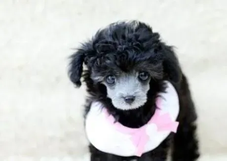 贵宾犬|喂养讲方法 怎样照顾好三个月的贵宾犬