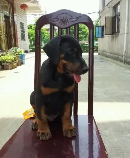 杜宾犬|关于杜宾犬幼犬生理素质的培养方法