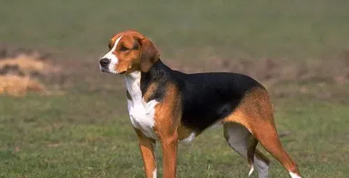 犬冠状病毒是不是犬瘟细小 犬冠状病毒临床症状 | 犬