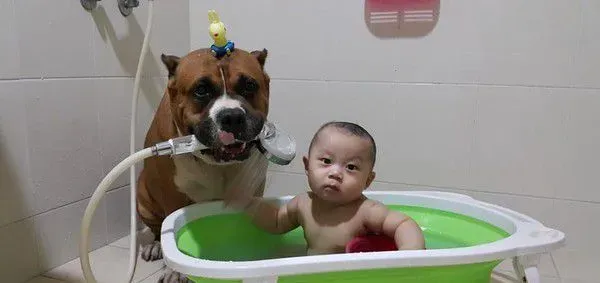 恶霸犬不要抱抱只要球球 逗趣可爱模样笑翻网友