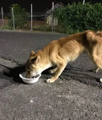 雪花随风飘柴犬在奔跑 柴犬的超夸张掉毛程度 | 狗