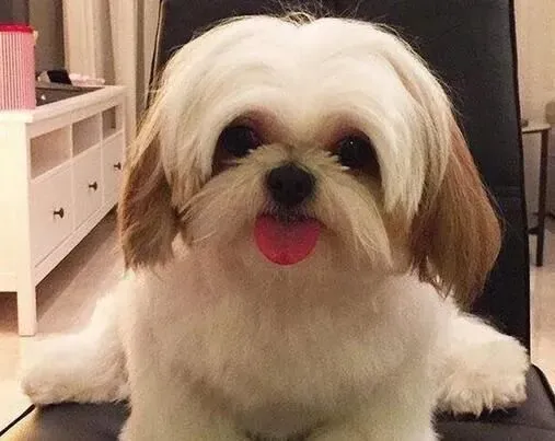 西施犬脾气 西施犬总的来说是很温顺的狗狗 | 西施犬