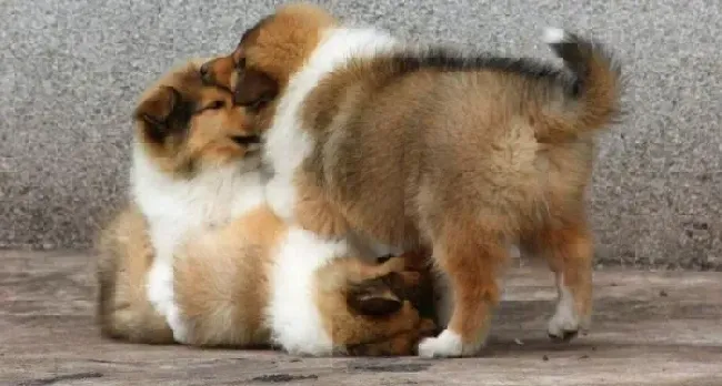 苏格兰牧羊犬|苏格兰牧羊犬吃东西狼吞虎咽怎么纠正