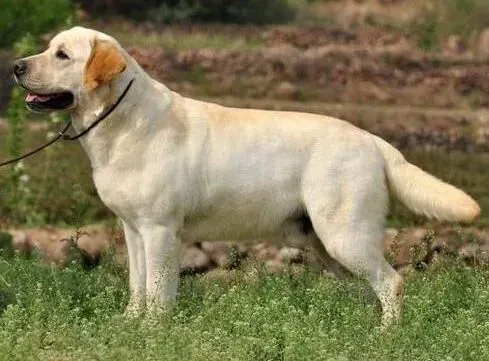 拉布拉多|请问一下，拉布拉多犬可以吃鸡蛋吗