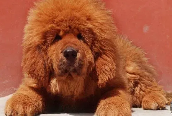 藏獒|藏獒最近有点咳嗽吃什么药好