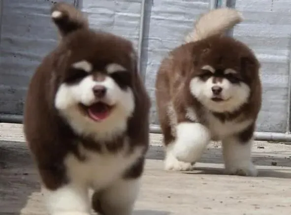 阿拉斯加犬|如何护理壮年期和老年期的阿拉斯加雪橇犬