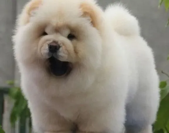 松狮犬|严寒季节饲主该如何护理松狮犬的身体健康