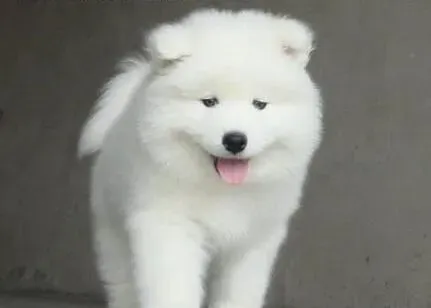 萨摩耶|为什么萨摩耶会流鼻涕