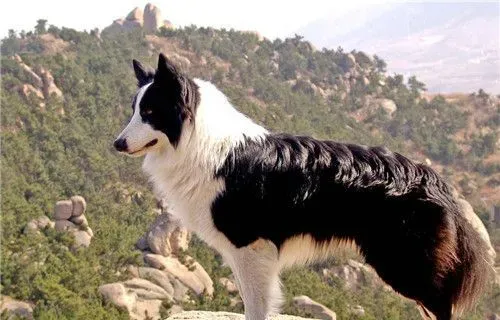边境牧羊犬咬不咬人 牧羊犬是不会主动咬人的 | 边境牧羊犬