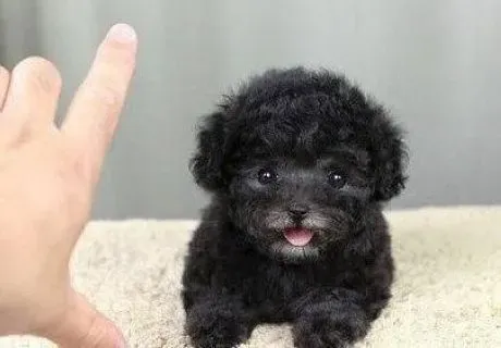 贵宾犬|狗狗健康护理 贵宾犬出现抽筋时怎么办