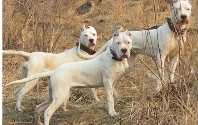 杜高犬|怎样为杜高犬选择最合适的小礼物