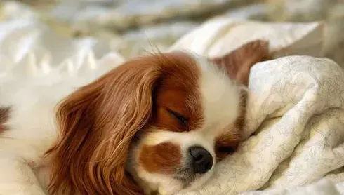 查理士王小猎犬智商 查理士王小猎犬智商较高 | 查理士王小猎犬