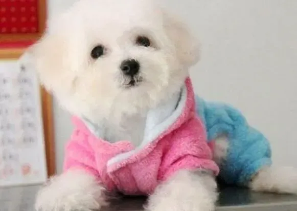 比熊犬|比熊犬吃哪些食物可以让被毛具有光泽