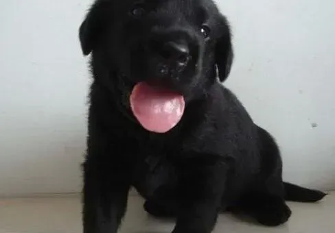 拉布拉多|拉布拉多犬吃完拜耳后出现拉稀的情况 正常吗