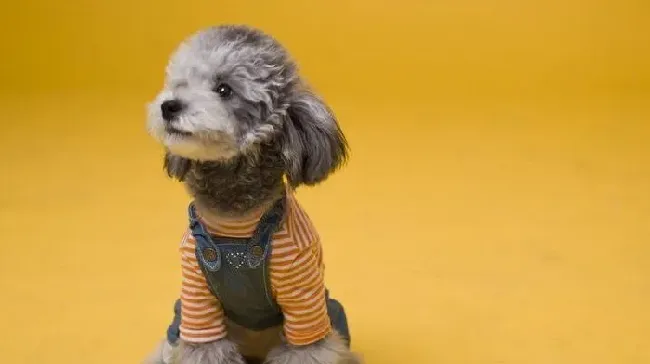 贵宾犬|宠物狗服装测量方法  为爱犬置办漂亮的衣服