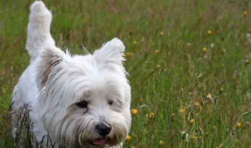 西施犬能吃多少 小型西施犬食量并不大 | 西施犬