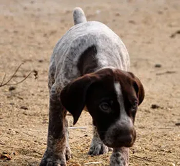指示犬怎么训练 该犬精力很旺盛 | 指示犬