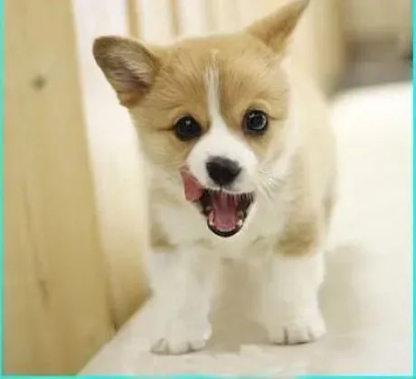 柯基犬|给柯基犬科学制定合理运动计划的建议