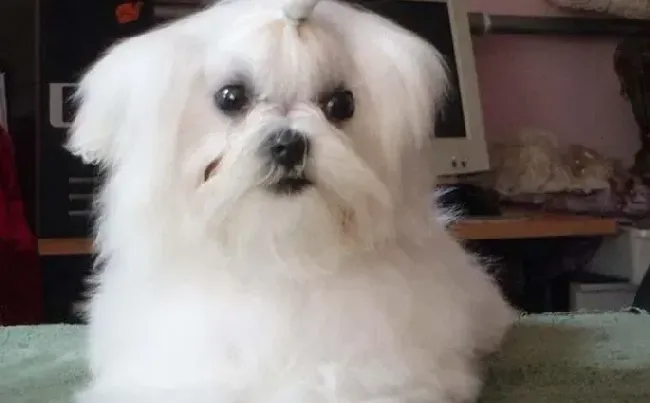 马尔济斯|美容教练告诉你马尔济斯犬身体出现异味的原因有哪些