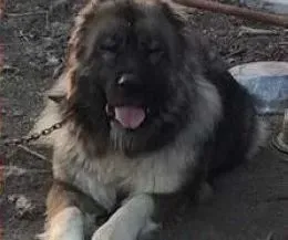 高加索犬|保证生长动力 喂养高加索犬时要注意