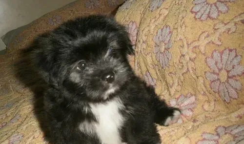 西施犬脾气 西施犬总的来说是很温顺的狗狗 | 西施犬