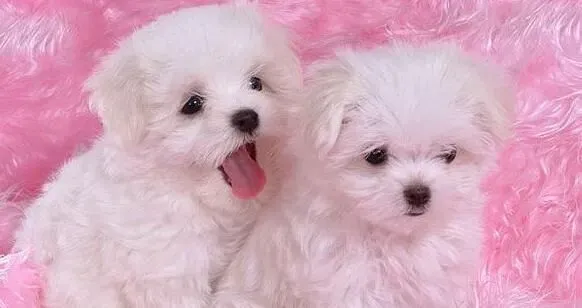 萨摩耶犬寿命 萨摩耶寿命一般在12到15年 | 萨摩耶犬