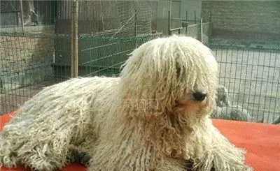 可蒙犬性格 可蒙犬对主人的要求非常敏感 | 可蒙犬