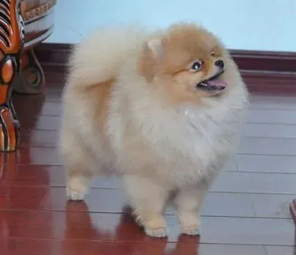 博美犬|主人们不在家 博美犬的私生活是怎样的