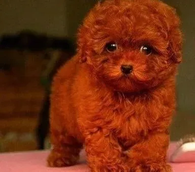 泰迪犬|饲养泰迪犬需要受哪些罪