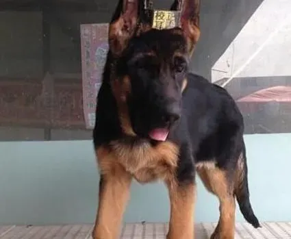 德国牧羊犬|德国牧羊犬能否成为我们日常生活中的保护神