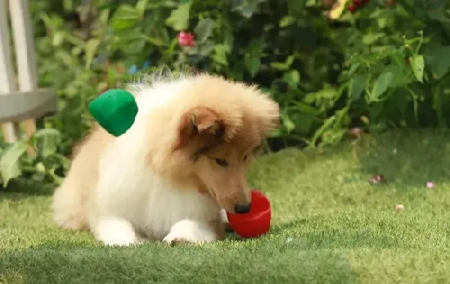 苏格兰牧羊犬|小苏格兰牧羊犬精神不佳还拉肚子怎么办