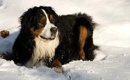 伯恩山犬|健康新生活 伯恩山犬注射疫苗期间应注意些什么