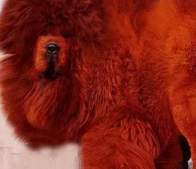 藏獒|藏獒不小心把石头吃了，没事吧