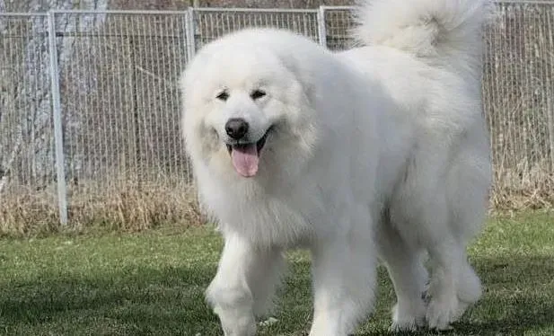 大白熊犬|怎样让大白熊犬养成很好的进食习惯