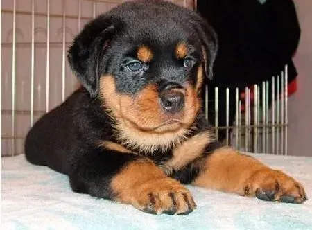 罗威纳犬|罗威纳犬患上了“富贵病”可真要命